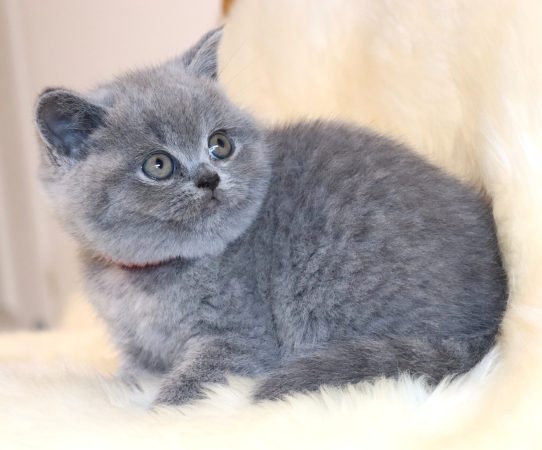 Image de la portée de chaton de l'élévage TARRINHA LYDIE ET SERGE