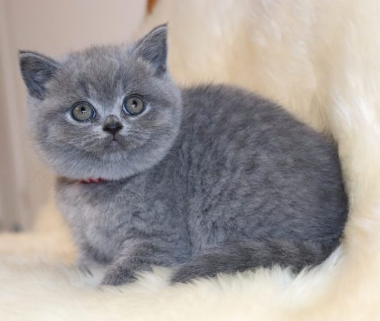 Image de la portée de chaton de l'élévage TARRINHA LYDIE ET SERGE