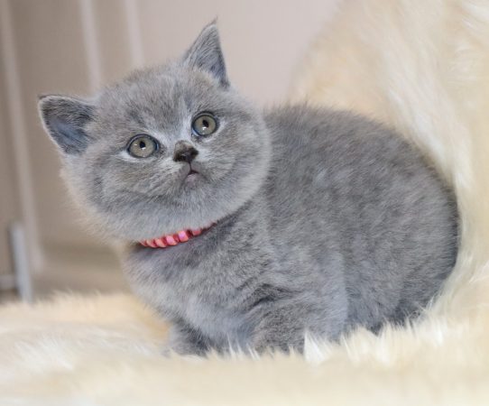 Image de la portée de chaton de l'élévage TARRINHA LYDIE ET SERGE
