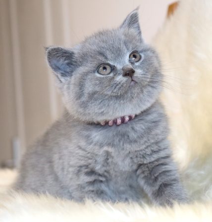 Image de la portée de chaton de l'élévage TARRINHA LYDIE ET SERGE