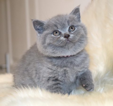 Image de la portée de chaton de l'élévage TARRINHA LYDIE ET SERGE