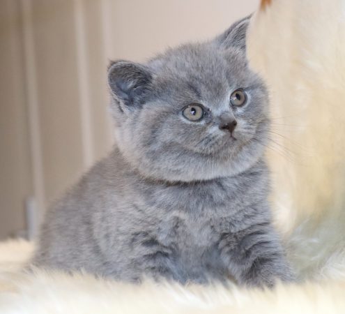 Image de la portée de chaton de l'élévage TARRINHA LYDIE ET SERGE
