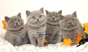 Chatons de race British shorthair à vendre chez l'éleveur TARRINHA LYDIE ET SERGE