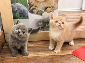 Chatons de race British shorthair à vendre chez l'éleveur CHATTERIE DE LA TYBELINE