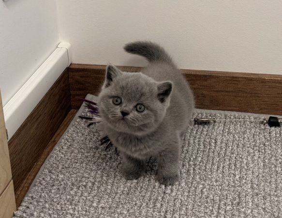 Image de la portée de chaton de l'élévage CHATTERIE DE LA TYBELINE