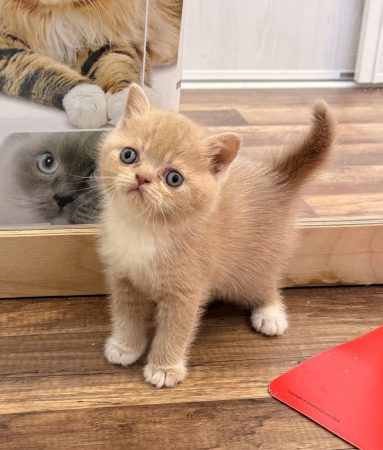 Image de la portée de chaton de l'élévage CHATTERIE DE LA TYBELINE