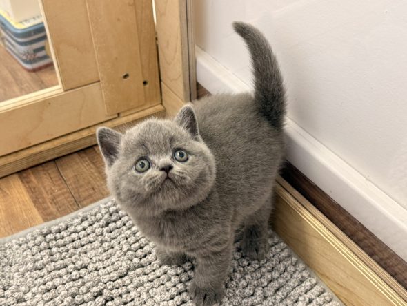 Image de la portée de chaton de l'élévage CHATTERIE DE LA TYBELINE