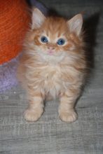 Chatons de race British shorthair à vendre chez l'éleveur Chatterie d’Ysorian