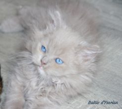 Chatons de race British shorthair à vendre chez l'éleveur Chatterie d’Ysorian