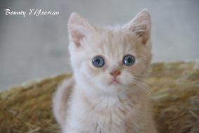 Chatons de race British shorthair à vendre chez l'éleveur Chatterie d’Ysorian