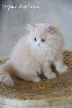 Chatons de race British shorthair à vendre chez l'éleveur Chatterie d&rsquo;Ysorian