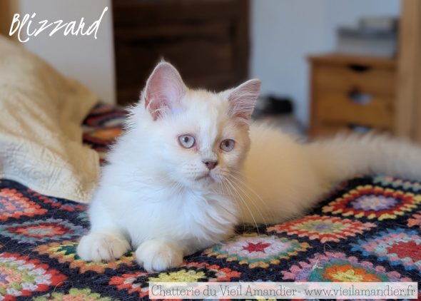 Image de la portée de chaton de l'élévage CHATTERIE DE FJORDLAND