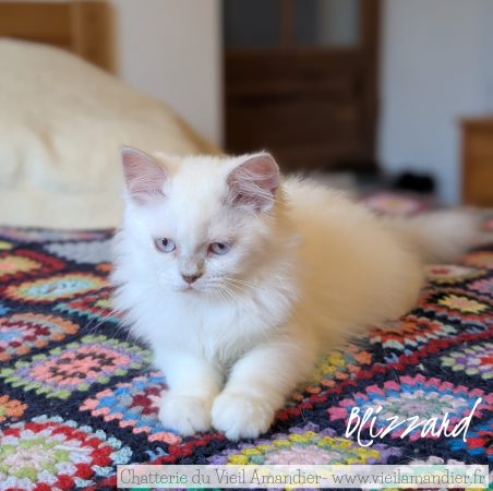 Image de la portée de chaton de l'élévage CHATTERIE DE FJORDLAND