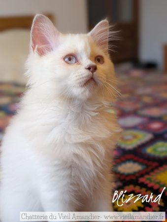 Image de la portée de chaton de l'élévage CHATTERIE DE FJORDLAND