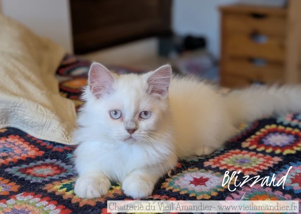 Image de la portée de chaton de l'élévage CHATTERIE DE FJORDLAND