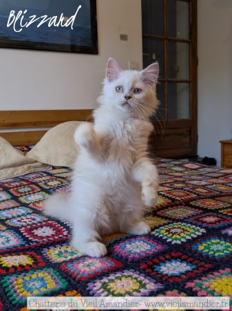 Image de la portée de chaton de l'élévage CHATTERIE DE FJORDLAND