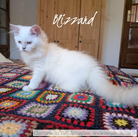Image de la portée de chaton de l'élévage CHATTERIE DE FJORDLAND