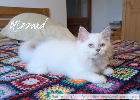 Image de la portée de chaton de l'élévage CHATTERIE DE FJORDLAND