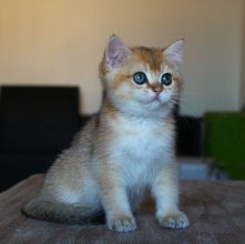 Chatons de race British shorthair à vendre chez l'éleveur CHATTERIE DU CREPUSCULE