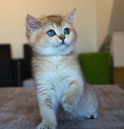 Image de la portée de chaton de l'élévage CHATTERIE DU CREPUSCULE