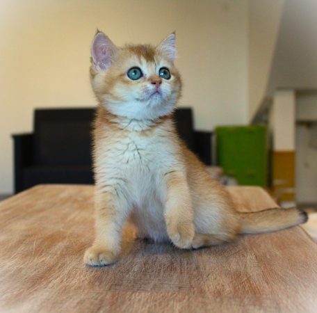 Image de la portée de chaton de l'élévage CHATTERIE DU CREPUSCULE