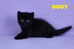 Chatons de race British shorthair à vendre chez l'éleveur GIRAUD LARISSA