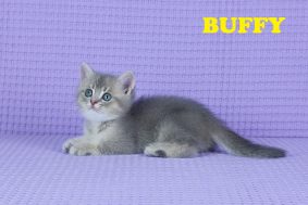 Chatons de race British shorthair à vendre chez l'éleveur GIRAUD LARISSA