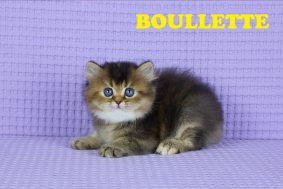 Chatons de race British shorthair à vendre chez l'éleveur GIRAUD LARISSA