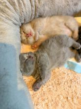 Chatons de race British shorthair à vendre chez l'éleveur BEAUTY WILD