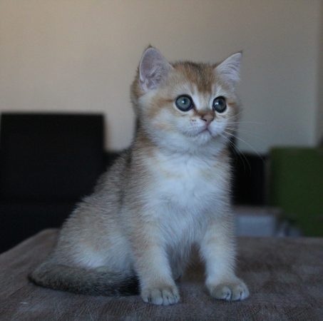 Image de la portée de chaton de l'élévage CHATTERIE DU CREPUSCULE