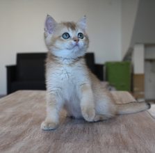 Chatons de race British shorthair à vendre chez l'éleveur CHATTERIE DU CREPUSCULE