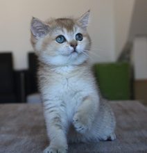 Chatons de race British shorthair à vendre chez l'éleveur CHATTERIE DU CREPUSCULE