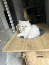 Chatons de race British shorthair à vendre chez l'éleveur LA DOUCE WILLOWEN