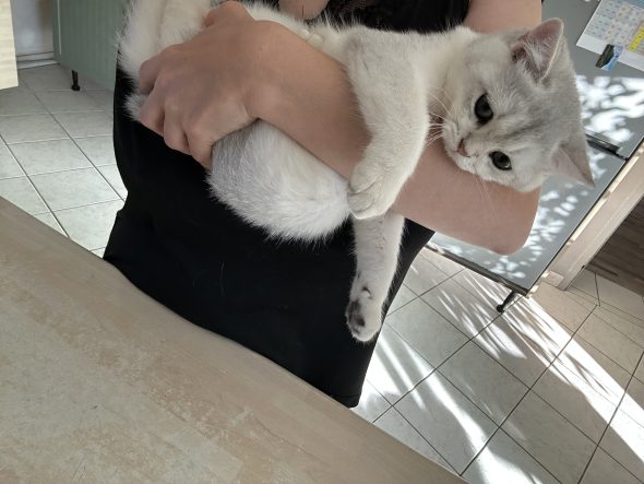 Image de la portée de chaton de l'élévage LA DOUCE WILLOWEN