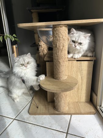 Image de la portée de chaton de l'élévage LA DOUCE WILLOWEN