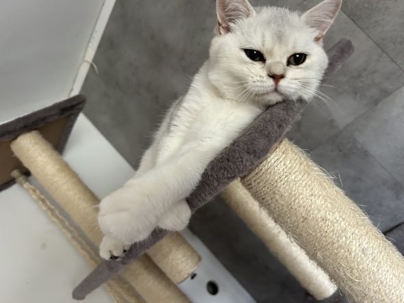 Image de la portée de chaton de l'élévage LA DOUCE WILLOWEN