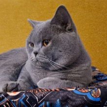 Chatons de race British shorthair à vendre chez l'éleveur DU PARC DE LA BOUCARDIERE