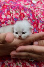 Chatons de race British shorthair à vendre chez l'éleveur LA CHATTERIE DU LAURAGAIS