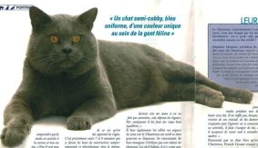 Chatons de race Chartreux à vendre chez l'éleveur DE LA VALLEE DE L ORGE