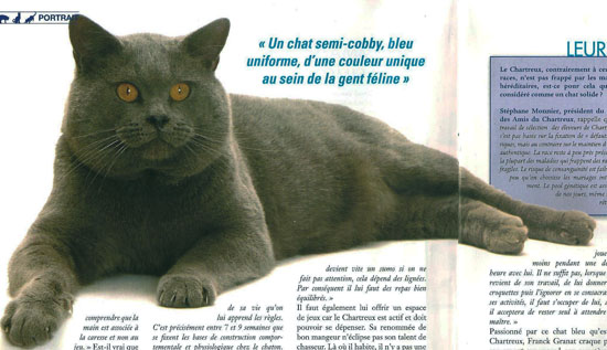 Image de la portée de chaton de l'élévage DE LA VALLEE DE L ORGE