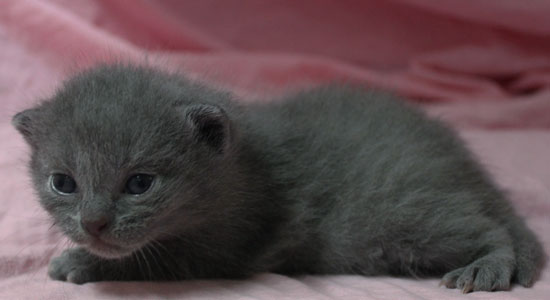 Image de la portée de chaton de l'élévage DE LA VALLEE DE L ORGE