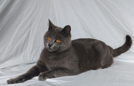 Image de la portée de chaton de l'élévage DE LA VALLEE DE L ORGE