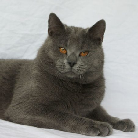 Image de la portée de chaton de l'élévage DE LA VALLEE DE L ORGE