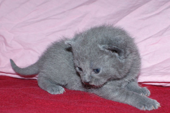 Image de la portée de chaton de l'élévage DE LA VALLEE DE L ORGE
