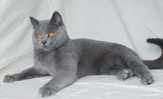 Image de la portée de chaton de l'élévage DE LA VALLEE DE L ORGE