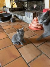Chatons de race Chartreux à vendre chez l'éleveur Les chartreux des accins de Bourg