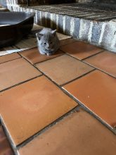 Chatons de race Chartreux à vendre chez l'éleveur Les chartreux des accins de Bourg