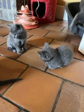 Chatons de race Chartreux à vendre chez l'éleveur Les chartreux des accins de Bourg
