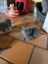 Chatons de race Chartreux à vendre chez l'éleveur Les chartreux des accins de Bourg