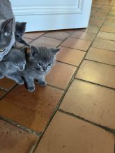 Chatons de race Chartreux à vendre chez l'éleveur Les chartreux des accins de Bourg